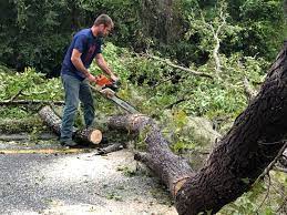 Best Arborist Consultation Services  in Osceola, MO