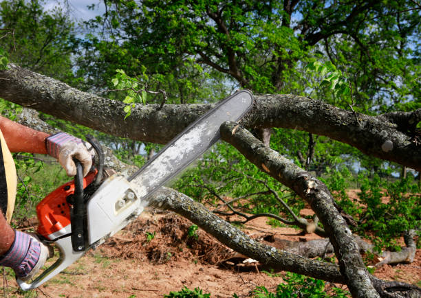 Best Firewood Processing and Delivery  in Osceola, MO